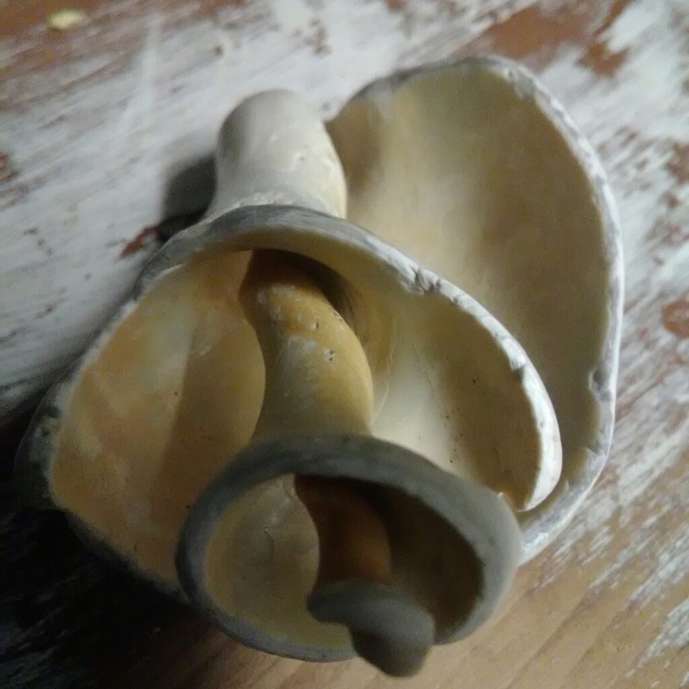 Sea Shell - Picture 3 of 5